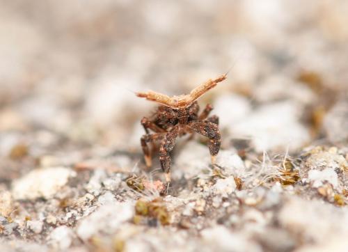 Réf. 279 564 : Asiraca clavicornis