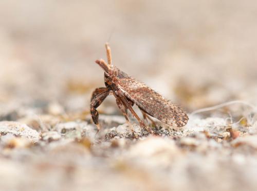 Réf. 279 563 : Asiraca clavicornis