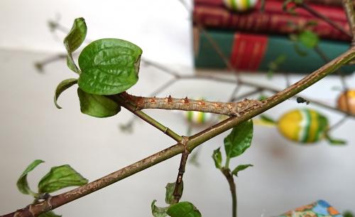 Phigalia pilosaria