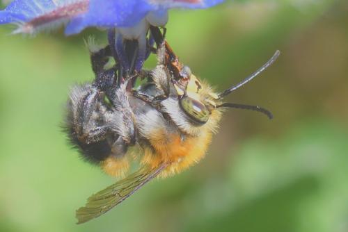 Réf. 279 044 : Habropoda tarsata
