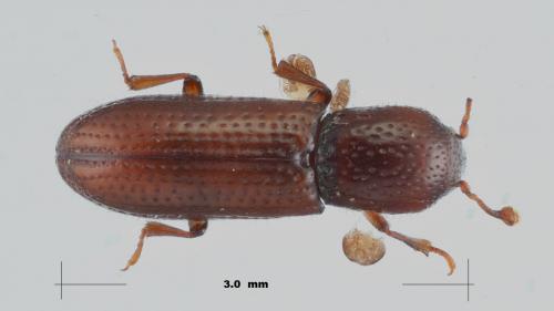 Oxylaemus cylindricus