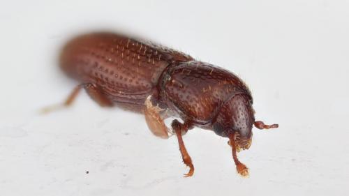 Oxylaemus cylindricus