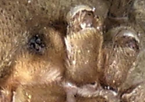 Trochosa sp.