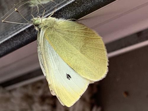 Réf. 279 843 : Pieris rapae