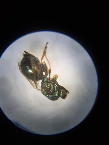 Lamprotatus sp.