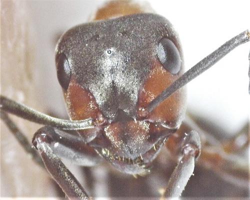 Réf. 279 215 : Formica sp.