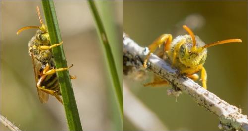 Nomada lathburiana
