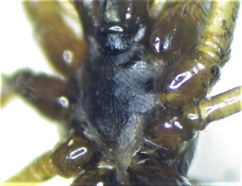 Tetragnatha sp.