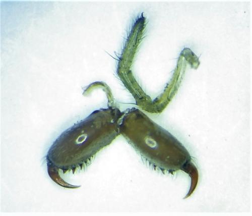 Tetragnatha sp.