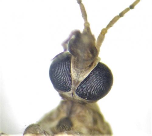 Réf. 279 934 : Tipula oleracea