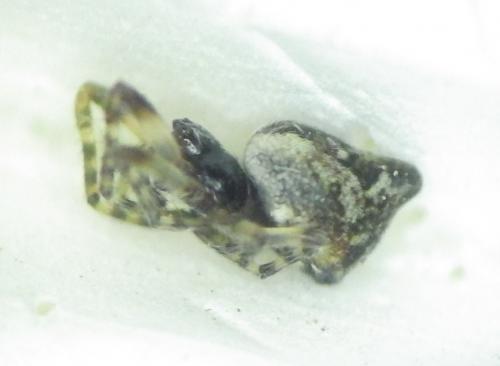 Réf. 279 936 : Cyclosa conica