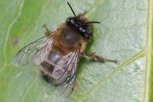Anthophora plumipes
