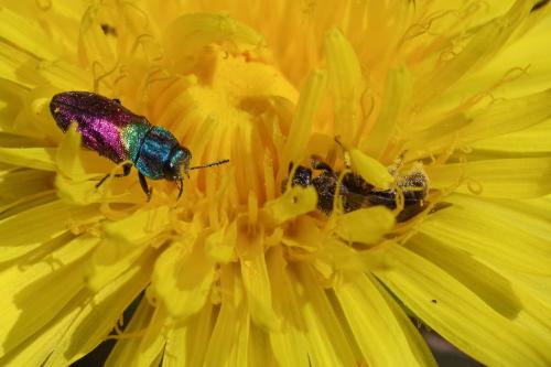 Anthaxia suzannae