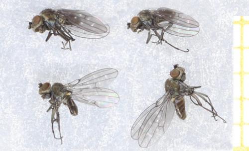 Scatella stagnalis