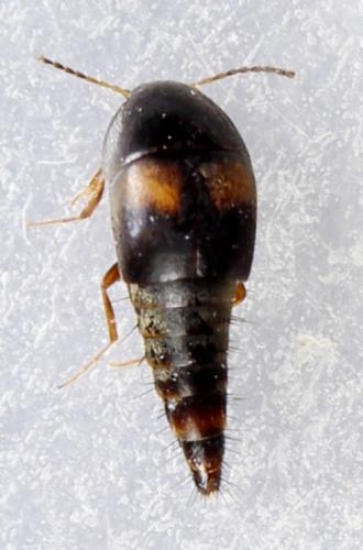 Réf. 279 355 : Sepedophilus bipustulatus