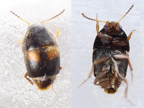 Réf. 279 427 : Sepedophilus bipustulatus