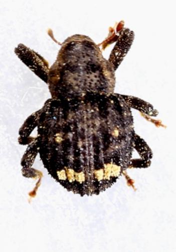 Echinodera hypocrita