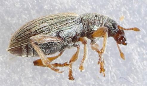 Réf. 279 918 : Polydrusus marginatus