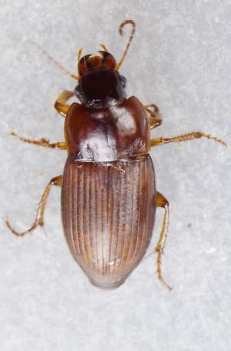 Harpalus sp.