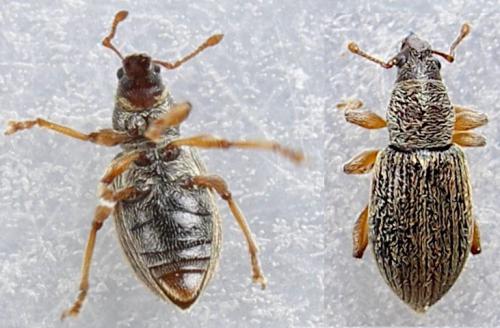 Réf. 279 917 : Polydrusus marginatus