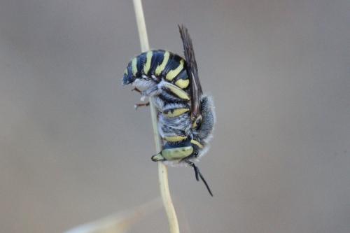 Réf. 279 088 : Anthidium sp.