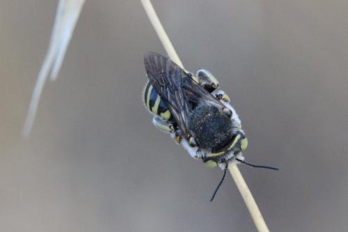 Réf. 279 090 : Anthidium sp.
