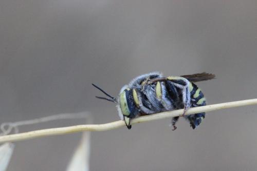 Réf. 279 097 : Anthidium sp.