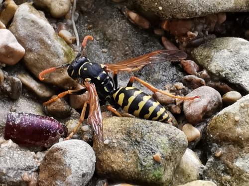 Polistes sp.