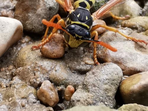 Polistes sp.