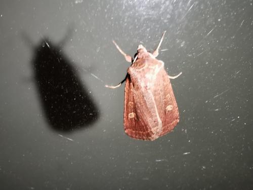 Xestia xanthographa