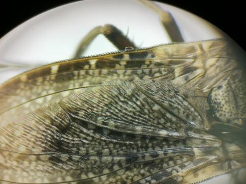 Euthycera cribrata