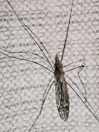 Tipula sp.