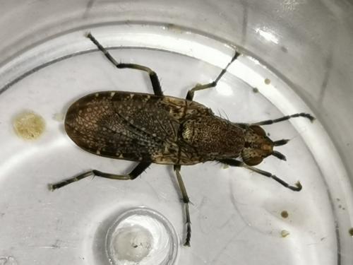 Euthycera cribrata