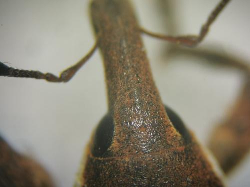 Lixus sp.