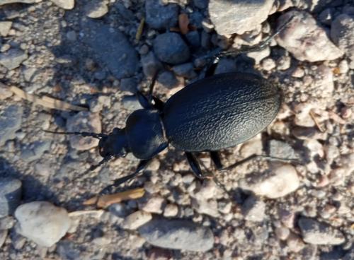 Réf. 279 055 : Carabus coriaceus