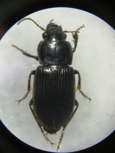 Anisodactylus signatus