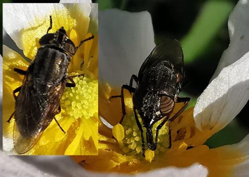Stomorhina lunata