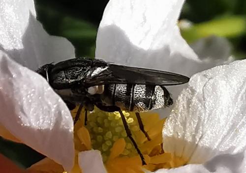 Stomorhina lunata