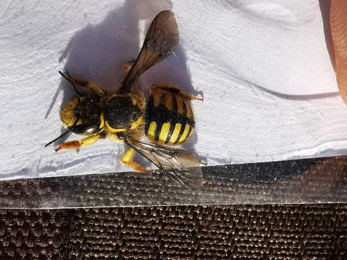 Réf. 279 984 : Anthidium manicatum