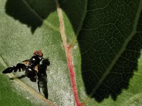 Aciura coryli