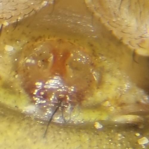 Réf. 279 901 : Xysticus cristatus