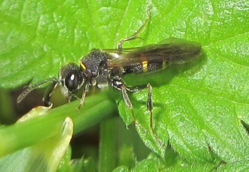 Nysson sp.
