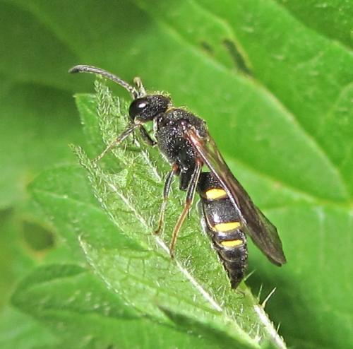 Nysson sp.