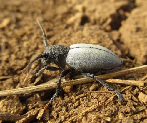 Réf. 279 257 : Iberodorcadion fuliginator