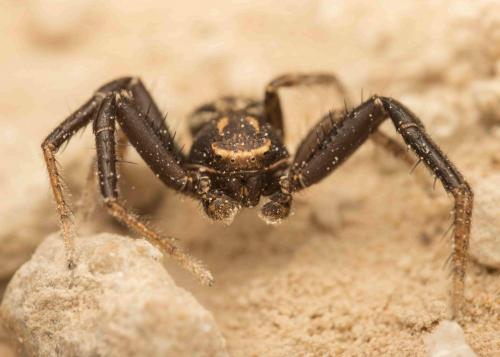Xysticus sp.