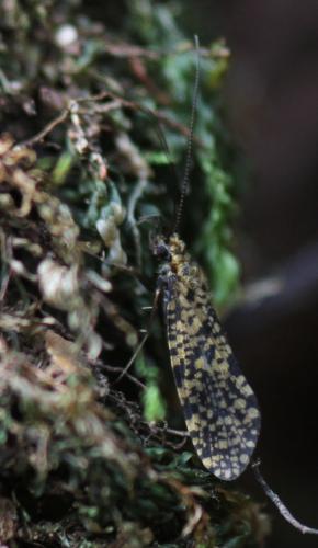 Philopotamus sp.