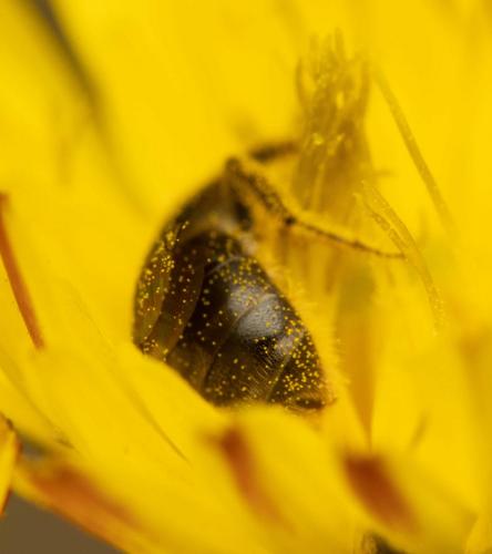 Lasioglossum sp.