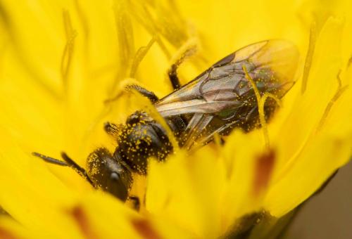 Lasioglossum sp.
