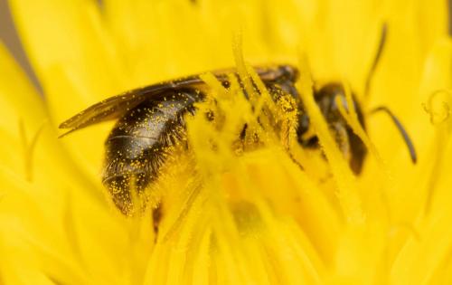 Lasioglossum sp.