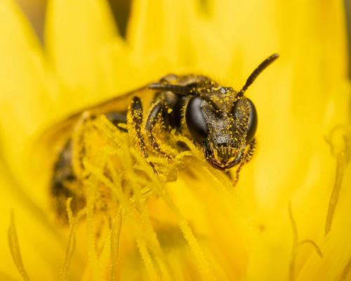 Lasioglossum sp.